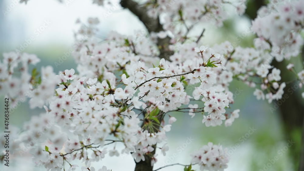 The beautiful cherry flowers blooming in the park in China in spring