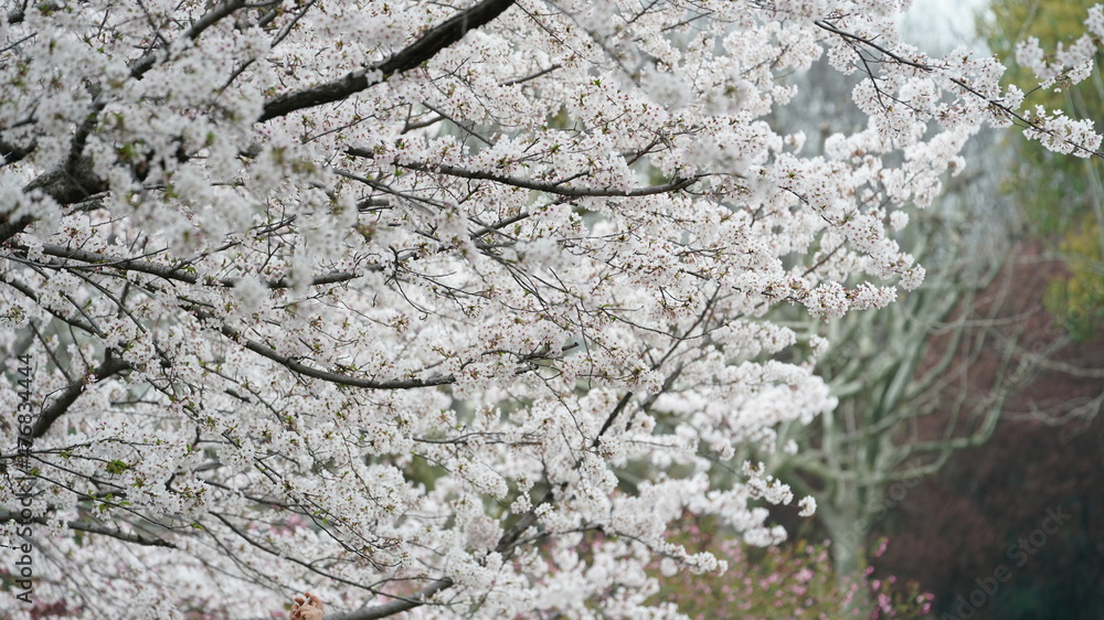 The beautiful cherry flowers blooming in the park in China in spring The beautiful cherry flowers blooming in the park in China in spring