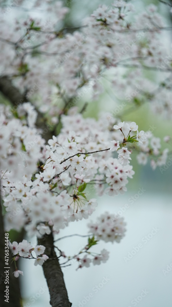 The beautiful cherry flowers blooming in the park in China in spring The beautiful cherry flowers blooming in the park in China in spring