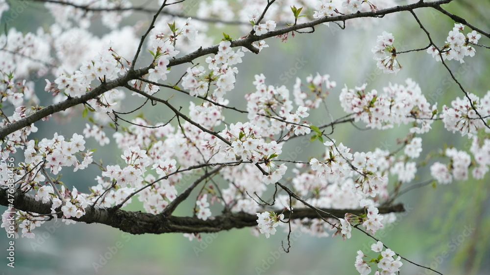 The beautiful cherry flowers blooming in the park in China in spring The beautiful cherry flowers blooming in the park in China in spring