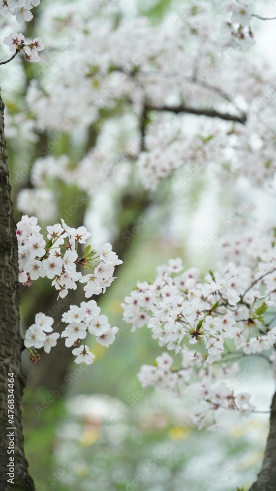 Obraz premium The beautiful cherry flowers blooming in the park in China in spring