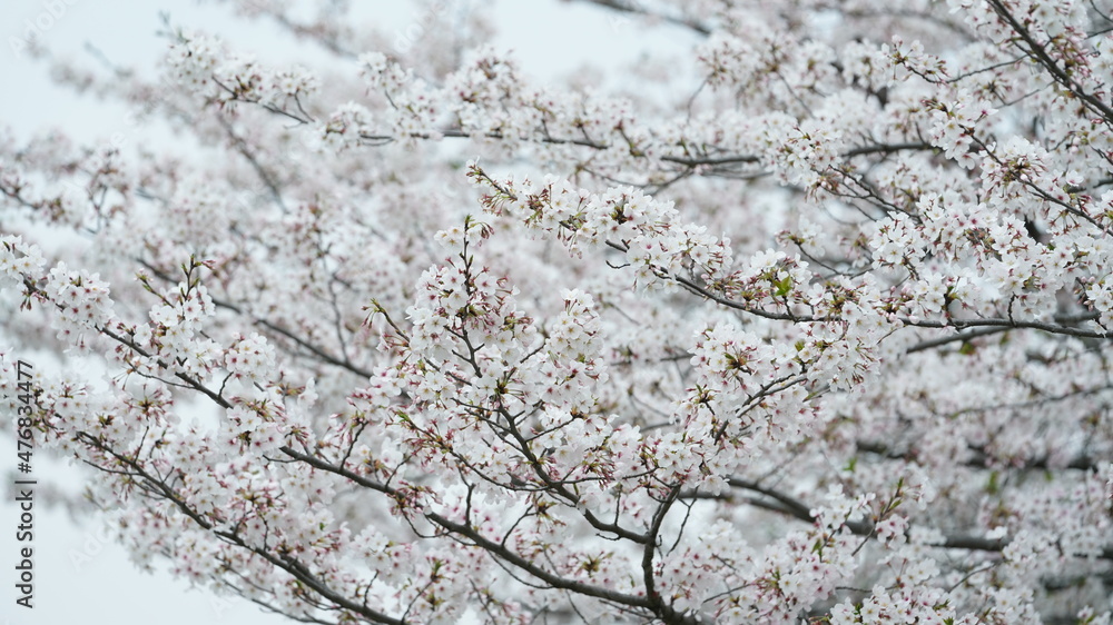 The beautiful cherry flowers blooming in the park in China in spring The beautiful cherry flowers blooming in the park in China in spring