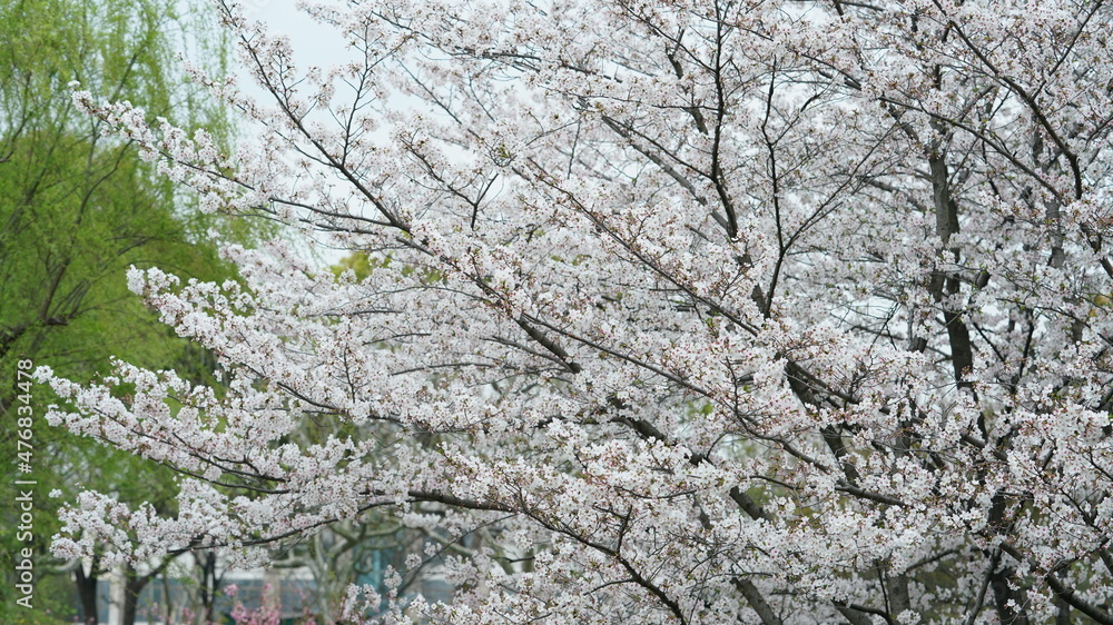The beautiful cherry flowers blooming in the park in China in spring The beautiful cherry flowers blooming in the park in China in spring