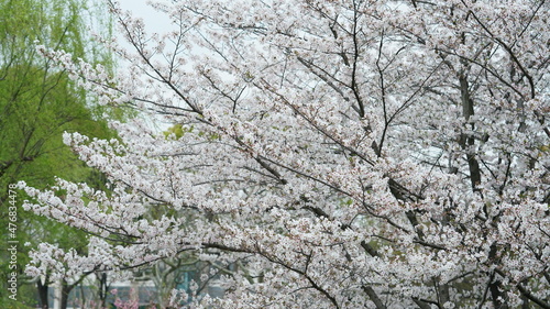 Wallpaper Mural The beautiful cherry flowers blooming in the park in China in spring Torontodigital.ca