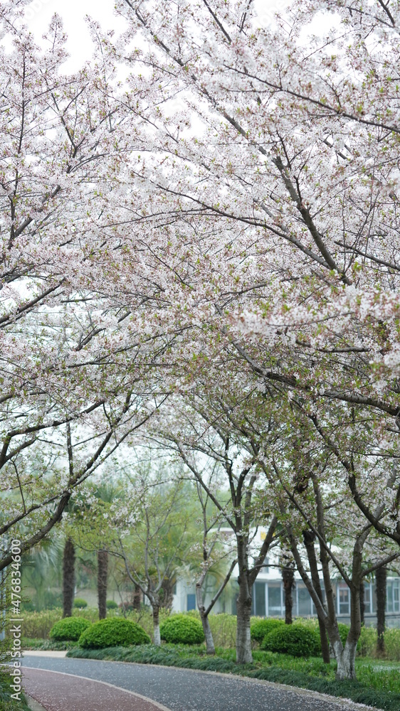 The beautiful cherry flowers blooming in the park in China in spring The beautiful cherry flowers blooming in the park in China in spring