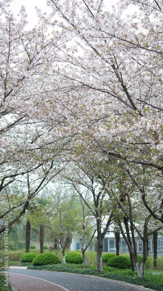 The beautiful cherry flowers blooming in the park in China in spring