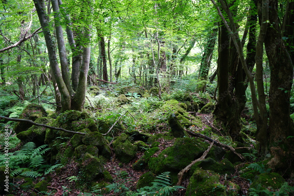 a thick spring forest with fern and mossy rocks