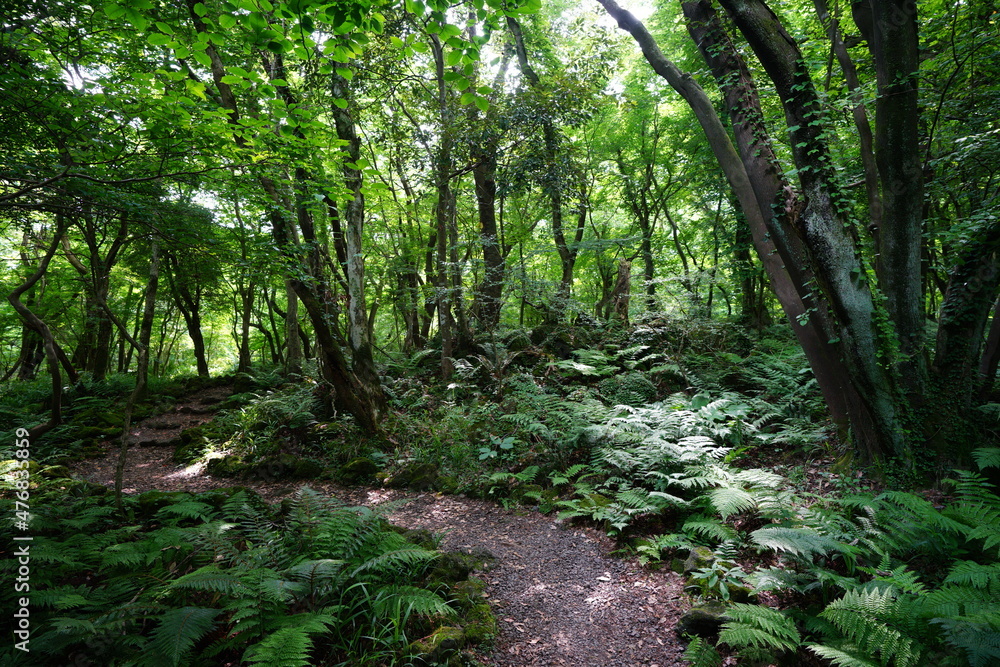 a refreshing spring forest in the sunlight
a refreshing spring forest in the sunlight