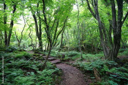 Fototapeta Naklejka Na Ścianę i Meble -  a fascinating dense forest with fern and mossy rocks