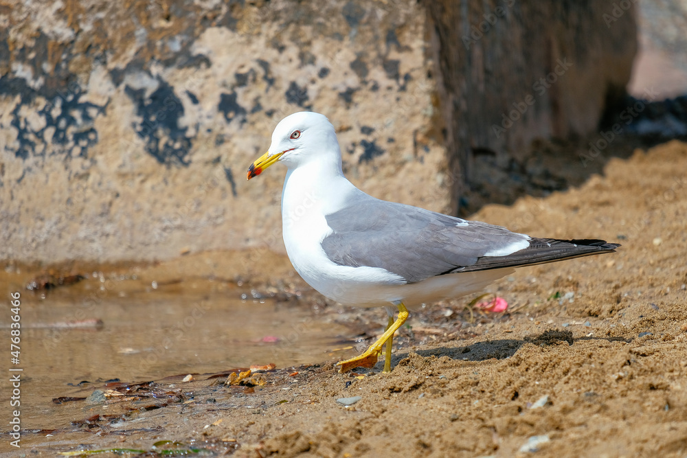 city birds city birds