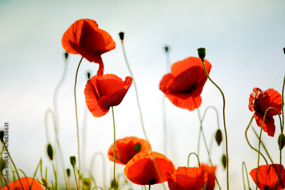 Obraz premium Summer Poppy Meadow
