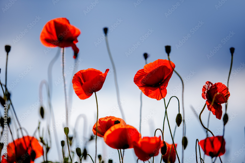 Obraz premium Summer Poppy Meadow