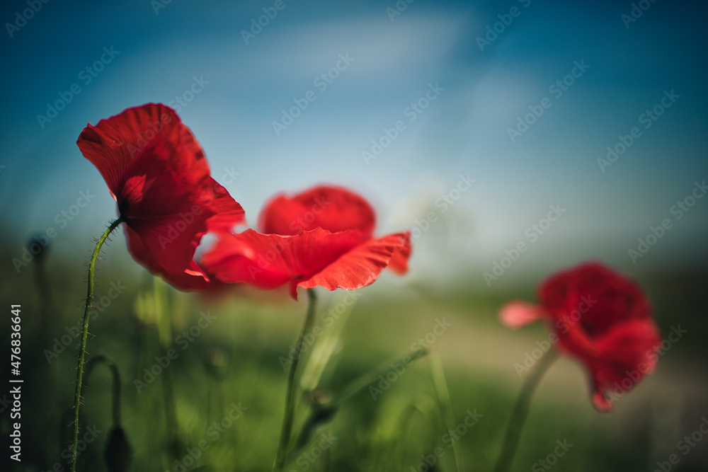 Obraz premium Summer Poppy Meadow