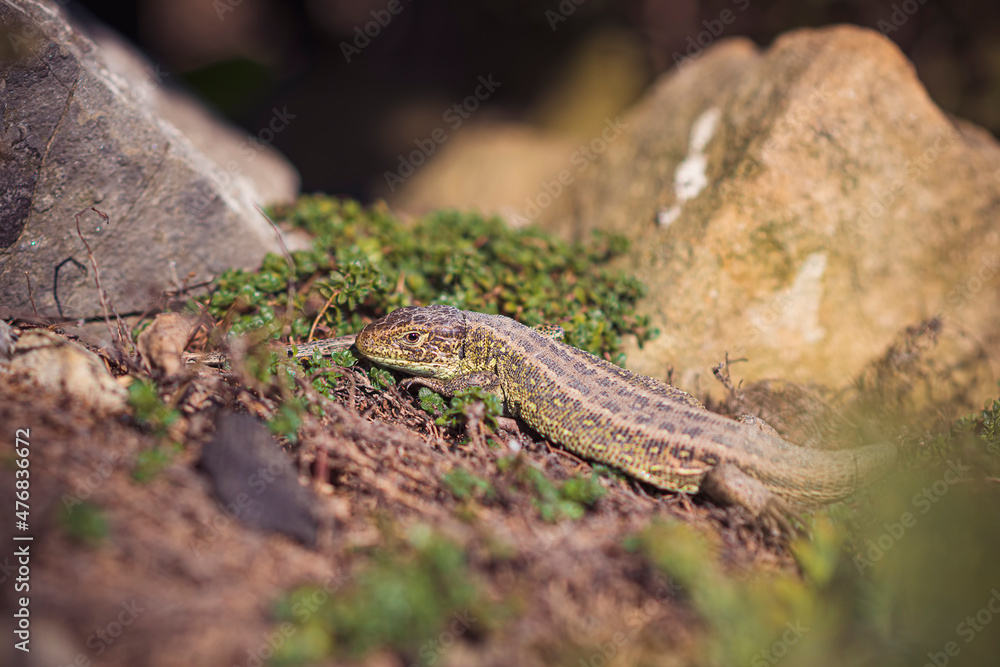 Lovely lizard among garden plants. Reptile chilling in a warm sunny place between the rocks and spring growth. Selective focus on the details, blurred background. Lovely lizard among garden plants. Reptile chilling in a warm sunny place between the rocks and spring growth. Selective focus on the details, blurred background.