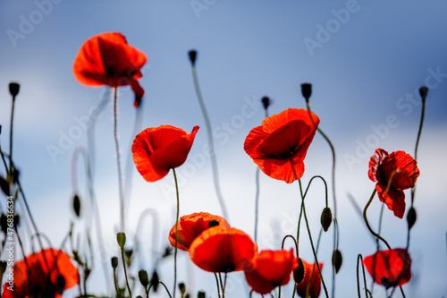 Summer Poppy Meadow