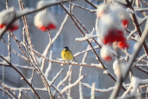 a bird on a winter branch. a yellow tit sits on a bunch of red mountain ash. on a sunny, snowy winter day. a tree in the snow. close-up. park. New Year's card.