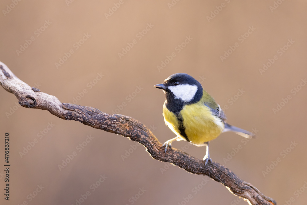 The Blue tit (Parus Major) sitting on branch. wildlife