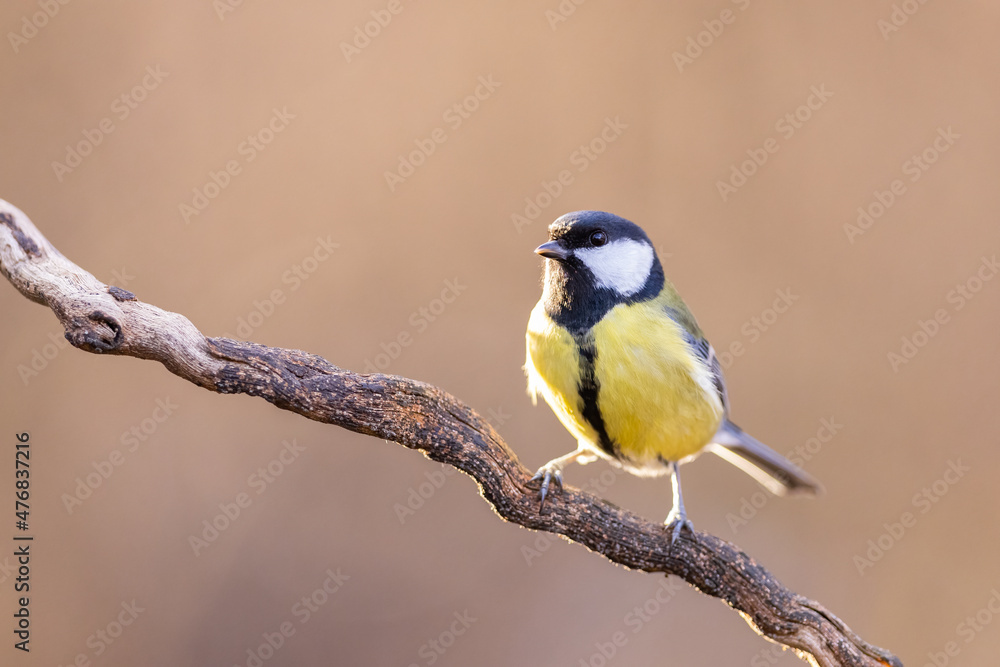 Naklejka premium The Blue tit (Parus Major) sitting on branch. wildlife