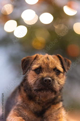 little dog border terrier christmas portrait. In the background a Christmas tree lights. Beautiful bokeh