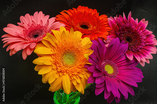 Multicolored bouquet of Gerber on a black background close-up