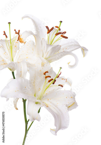 White lily flower. Isolated on white background