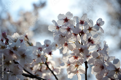雨上がりの雨に濡れた桜の花びら
