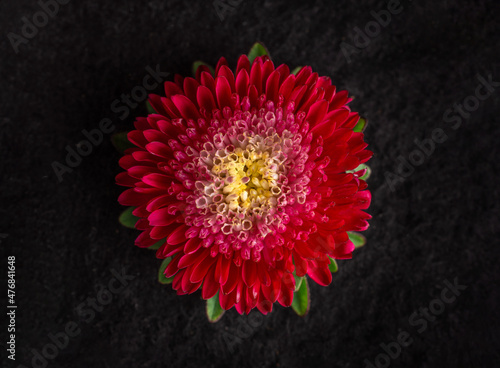 Delicate flower on black background. For design. Nature. photo