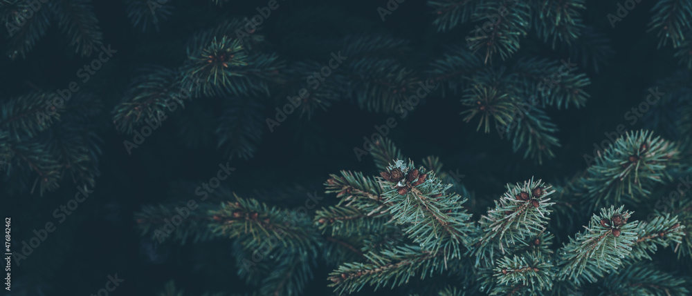 Beautiful Christmas banner Background with green pine tree brunch close up. Copy space, trendy moody dark toned design. Vintage December wallpaper. Natural winter holiday forest backdrop
