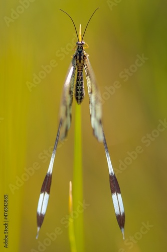 Neuroptera are an order of endopterygotic insects. photo