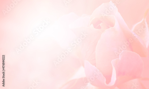 Pink rose petals on abstract blur romance background. Soft pink pastels background,  valentines, wedding