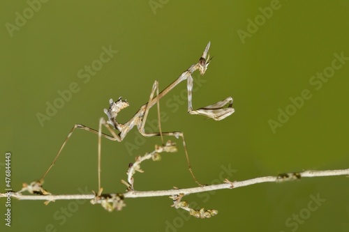 Neuroptera are an order of endopterygotic insects. photo