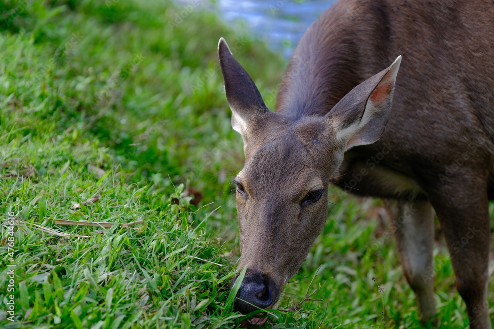 Fototapeta premium Sambar Deer (Rusa unicolor) in Thai National Parks is a large deer native to the Indian Subcontinent