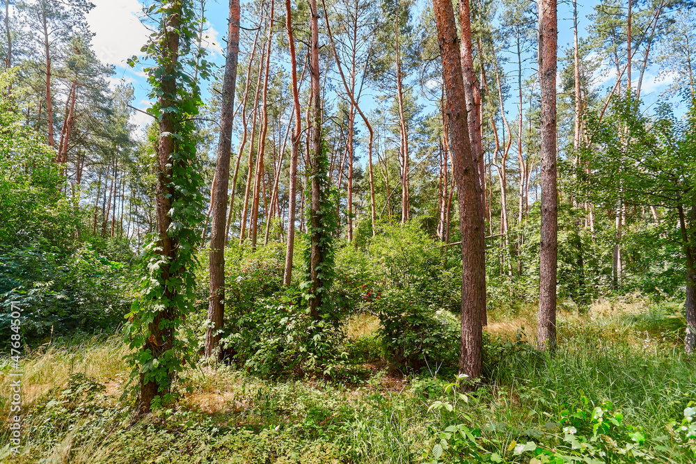 Beautiful summer forest on a sunny day. Beautiful summer forest on a sunny day.