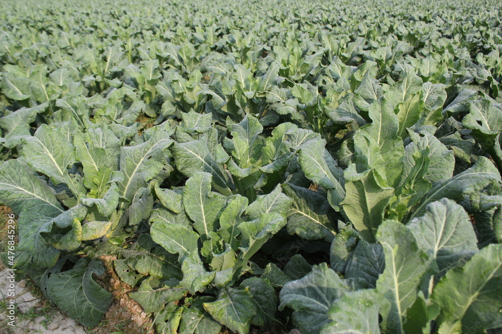 fresh green cabbages cultivating on a rural field fresh green cabbages cultivating on a rural field