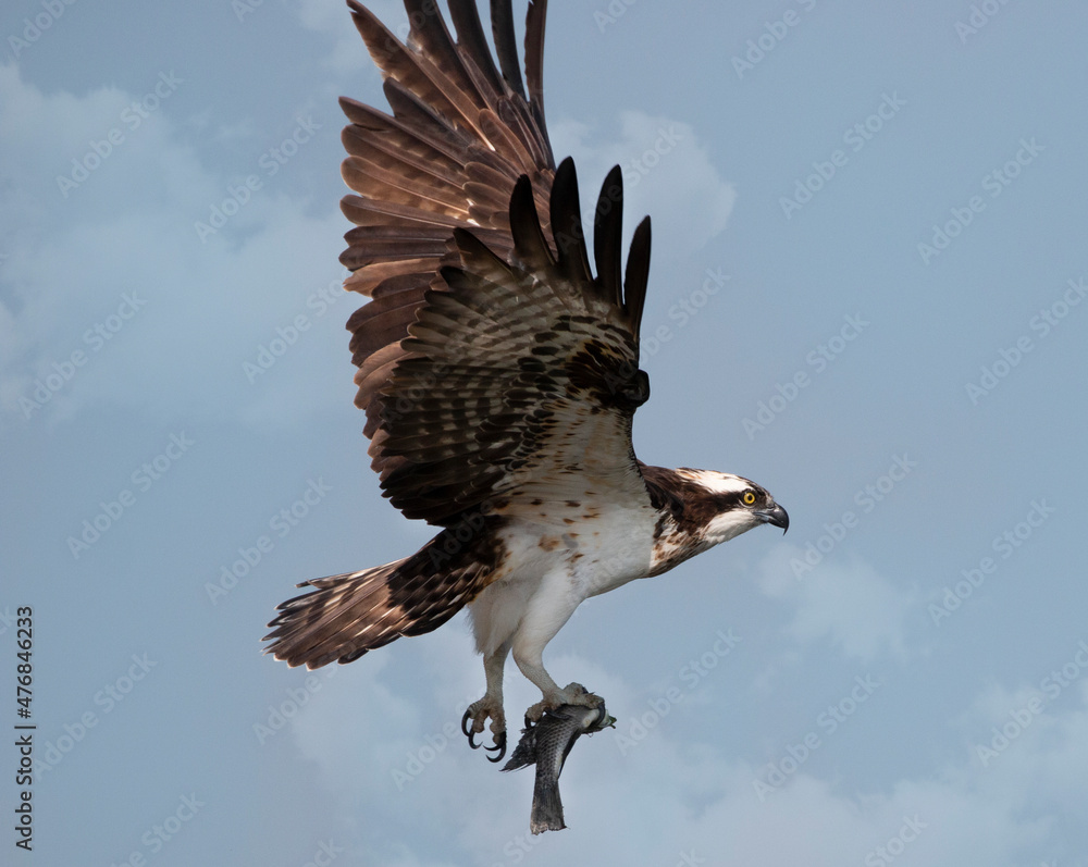 Obraz premium osprey bird with a fish. catch