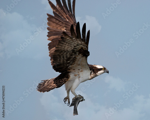 osprey bird with a fish. catch