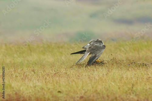 pallid harrier