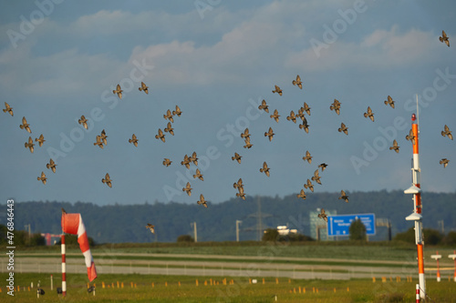A flock of birds with many animals flies over the runway of the airport and affects the air traffic.