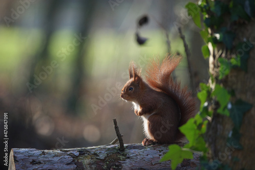 Écureuil roux 
