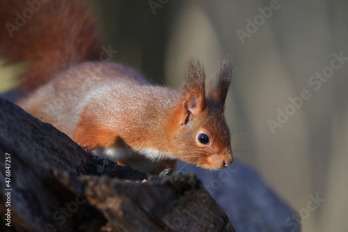 Écureuil roux © jérôme caffin
