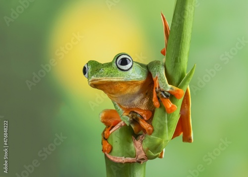 Tablou canvas Close Up Of Frog