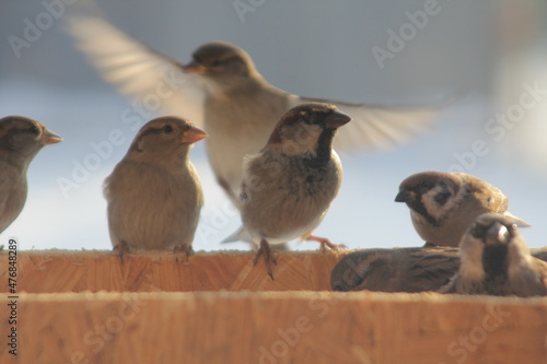 Sparrows sit on the roof