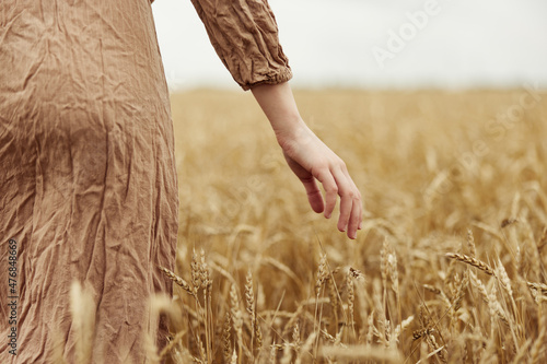 Woman hands spikelets of wheat harvesting organic sunny day