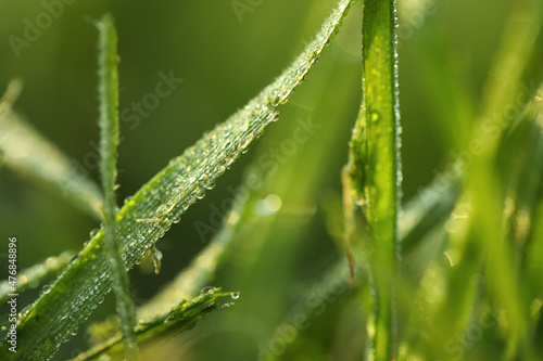 Green grass with morning dew outdoors, closeup