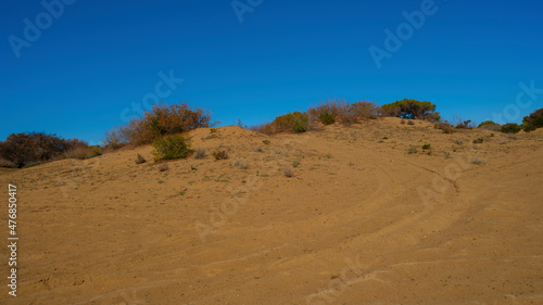 sandy land, trees, and sky background