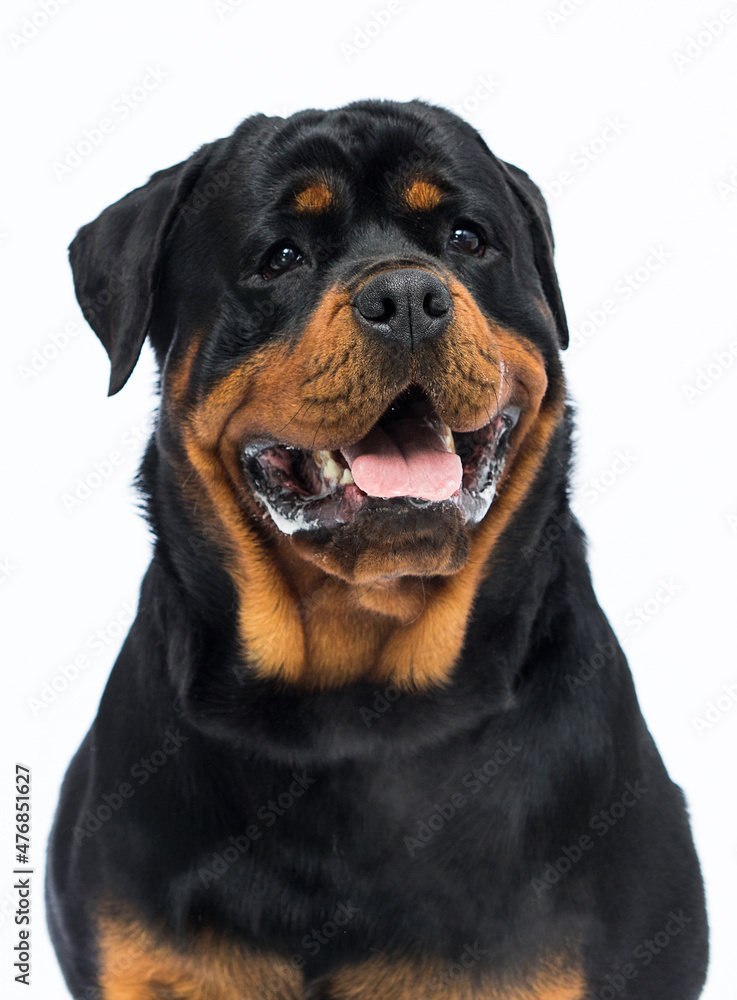 adult Rottweiler dog on white background
