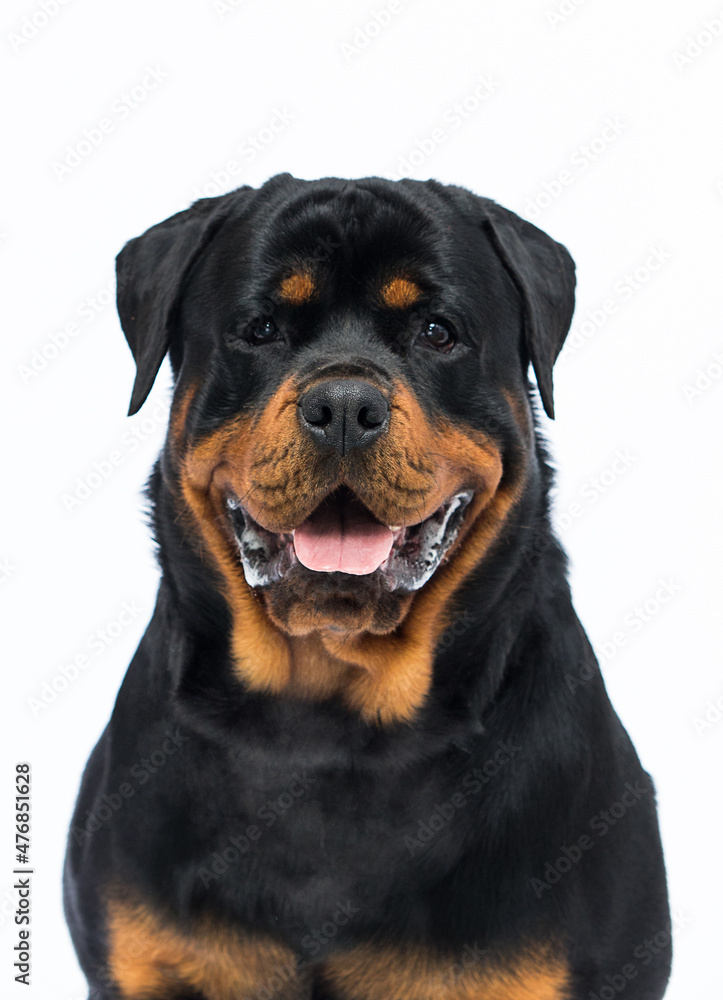 Rottweiler dog on a white background Rottweiler dog on a white background