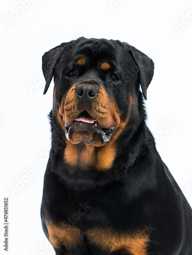 portrait of a rottweiler dog on a white background