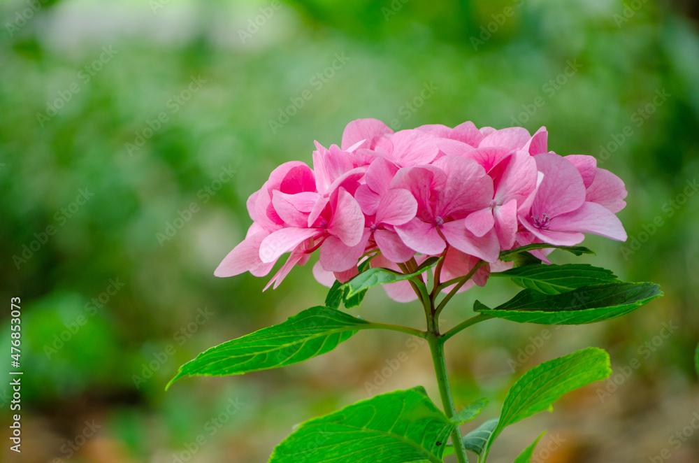 Pink Hydrangea flowers with green leaf in a spring season at a botanical garden. Pink Hydrangea flowers with green leaf in a spring season at a botanical garden.