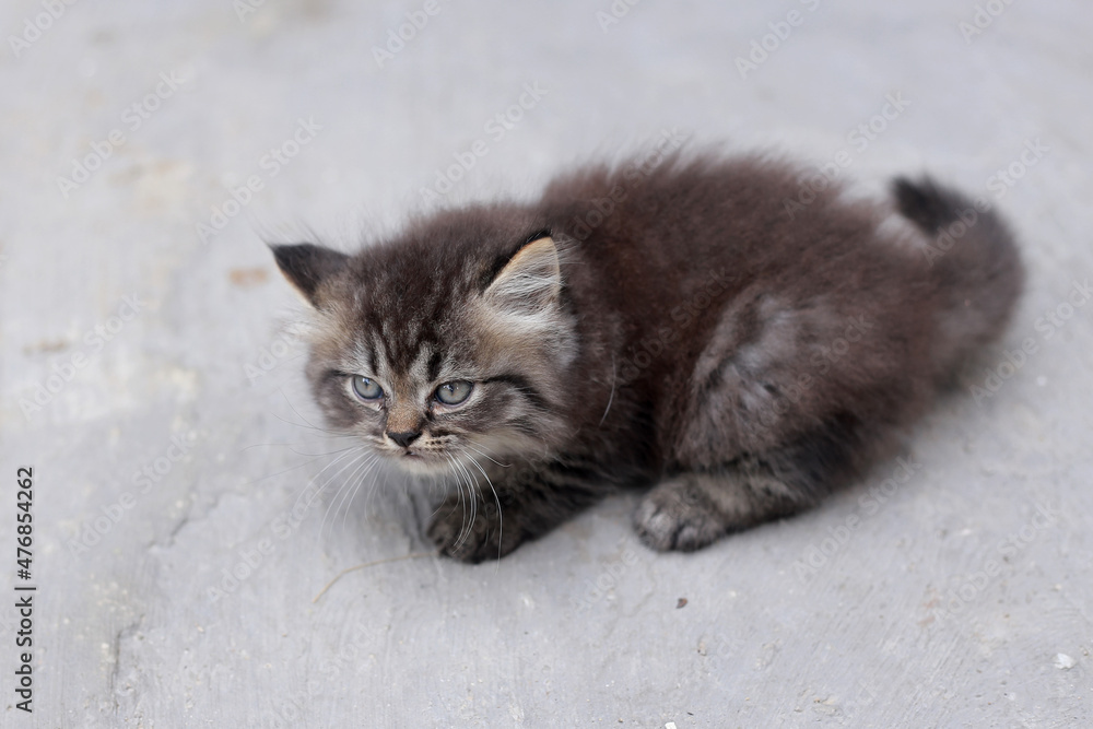 portrait of a kitten on the ground